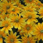 Sonnenhut Rudbeckia "Prairie sun" (Rudbeckia hirta)