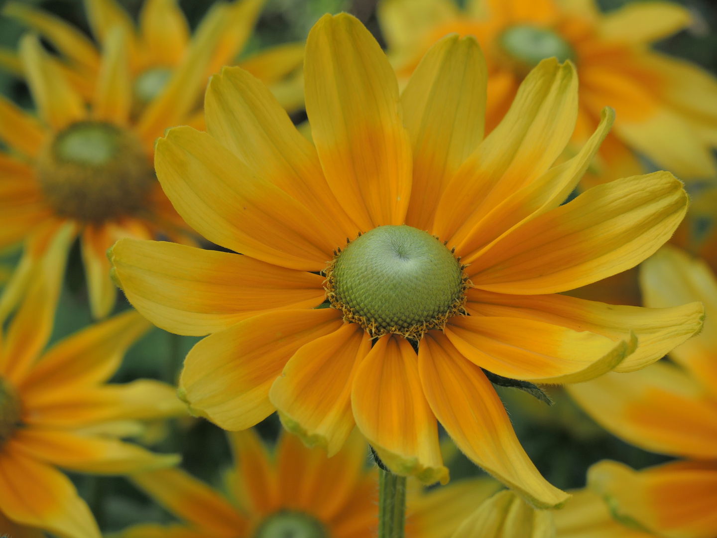 Sonnenhut Rudbeckia "Prairie sun" (Rudbeckia hirta)