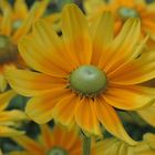 Sonnenhut Rudbeckia "Prairie sun" (Rudbeckia hirta)