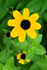 Sonnenhut (Rudbeckia triloba)