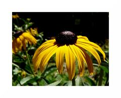 Sonnenhut (Rudbeckie)