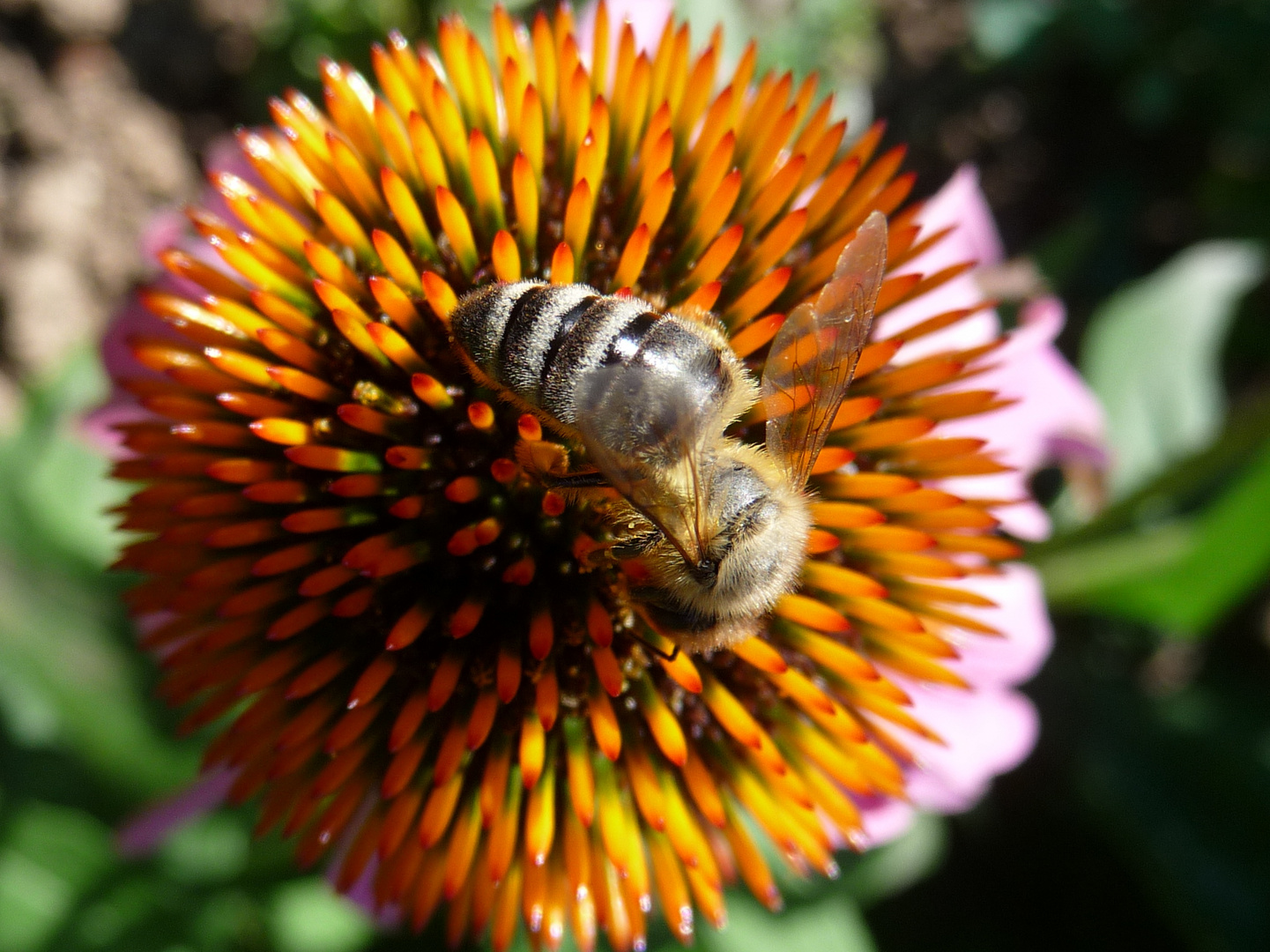 Sonnenhut tut Bienchen gut