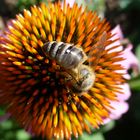 Sonnenhut tut Bienchen gut