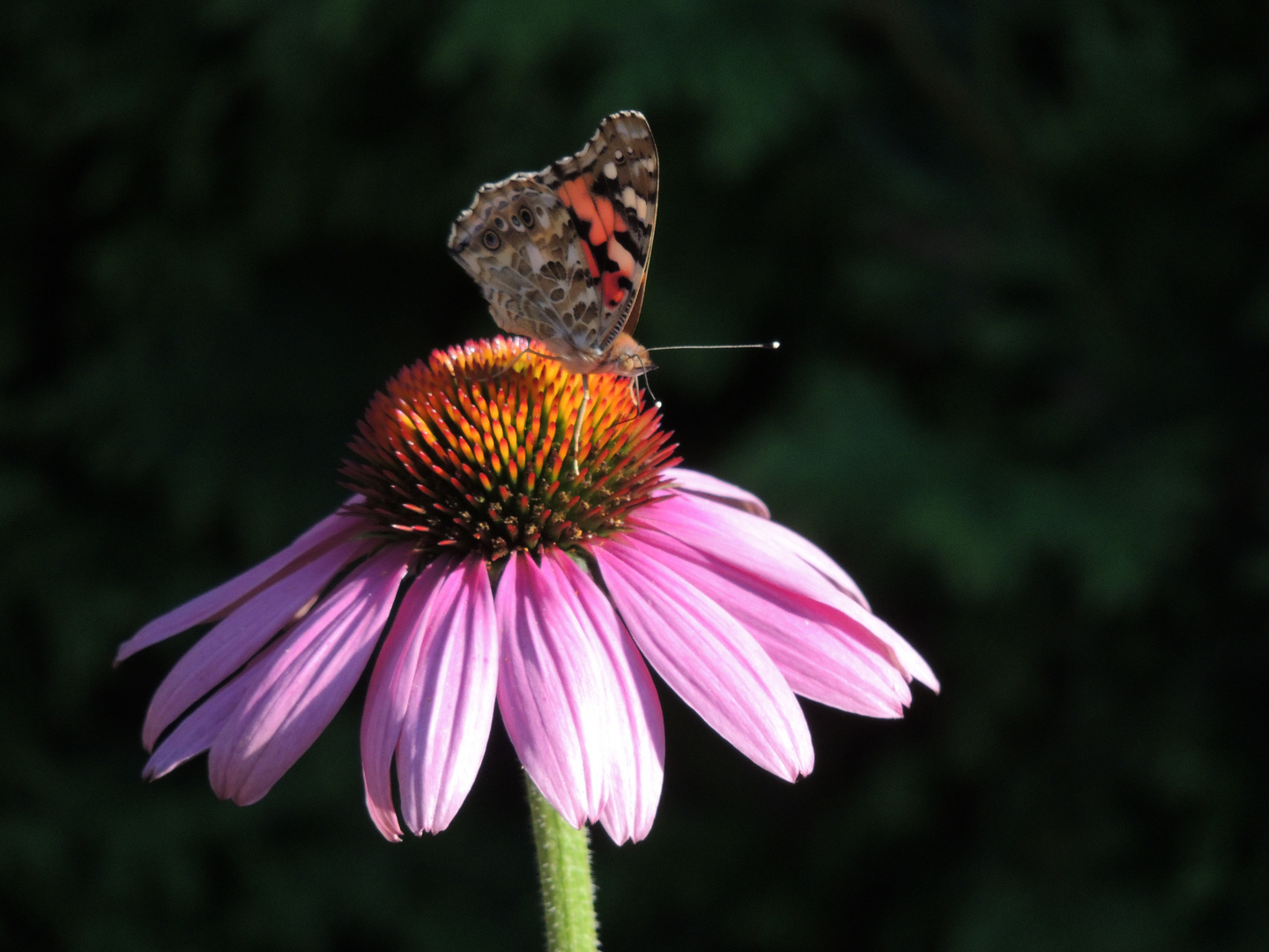 Sonnenhut und Schmetterling