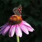 Sonnenhut und Schmetterling