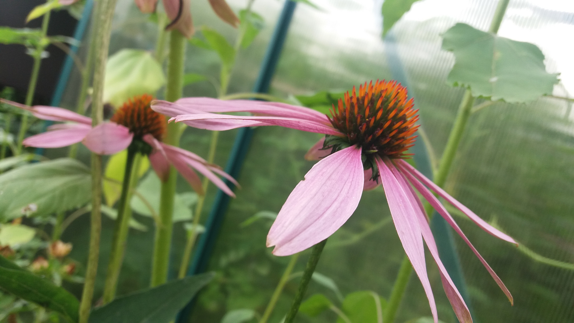 Sonnenhut,Echinacea