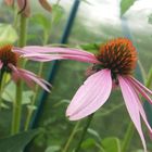 Sonnenhut,Echinacea