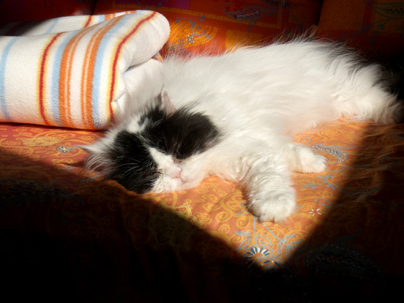 sonnenkatze