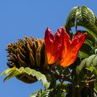 Sonnenkelche am Tulpenbaum