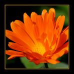 Sonnenkind Calendula