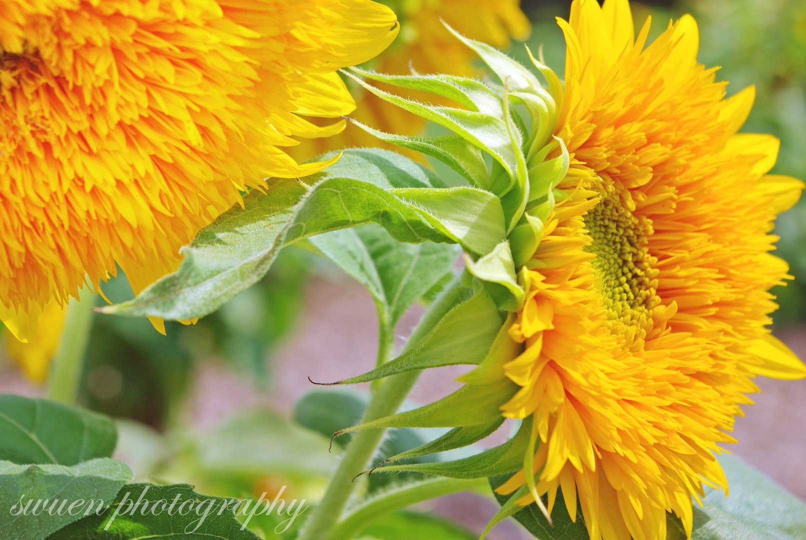 Sonnenklar Foto & Bild | plants, fungi & lichens, flowers, sunflowers