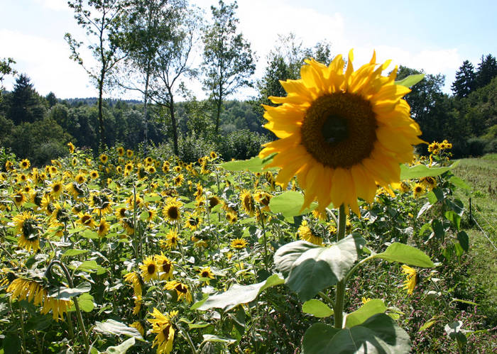 Sonnenkönigin mit Gefolge