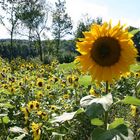 Sonnenkönigin mit Gefolge