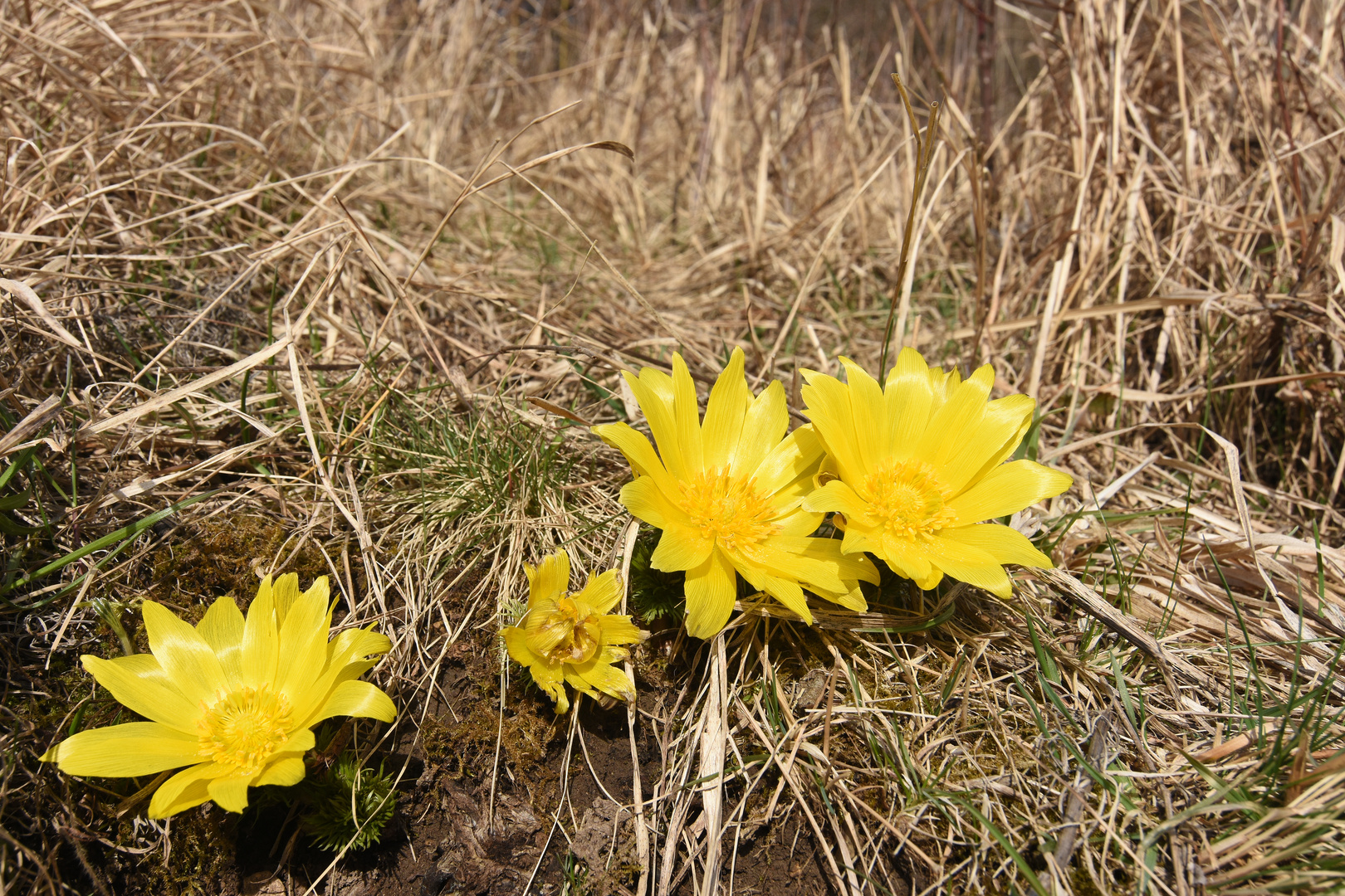Sonnenkollektor Foto & Bild | pflanzen, pilze & flechten, blüten