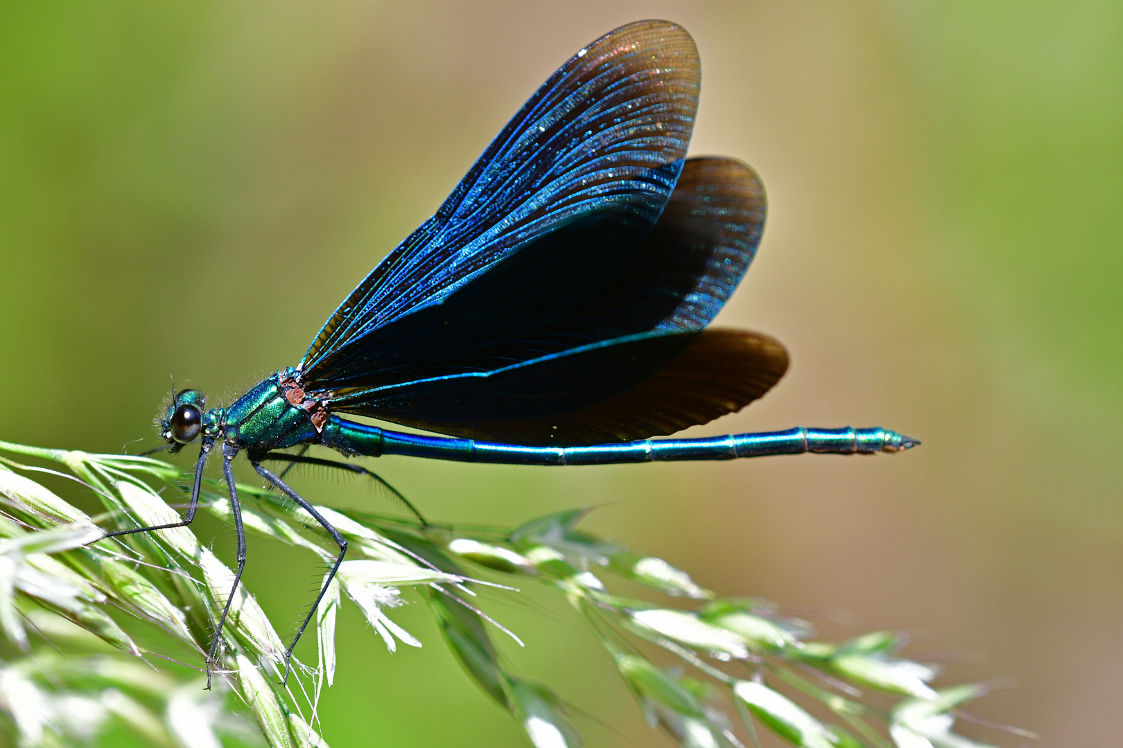 Sonnenkollektoren im Einsatz oder Drohung - Calopteryx virgo