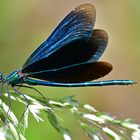 Sonnenkollektoren im Einsatz oder Drohung - Calopteryx virgo