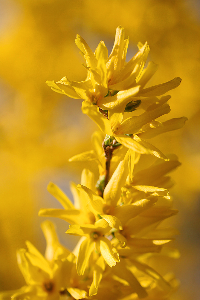 ...Sonnenkraft - Gelb - das Gold der Sonne...