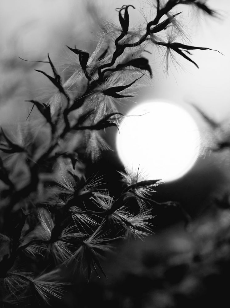 Sonnenkugel Foto & Bild | jahreszeiten, herbst, projekte Bilder auf ...