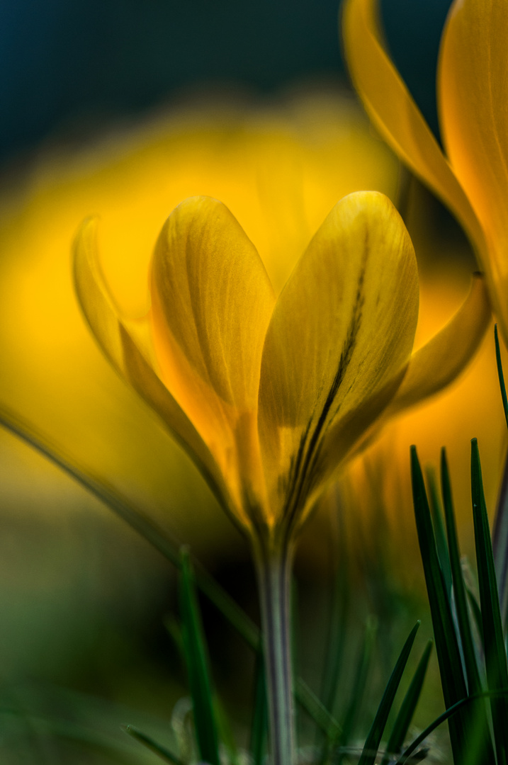 Sonnenkuss für den Krokus