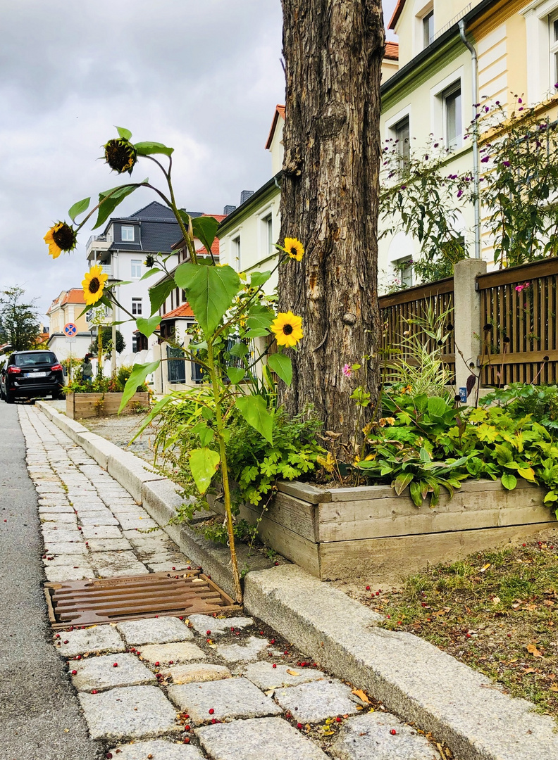 Sonnenlächeln auch ohne Sonne