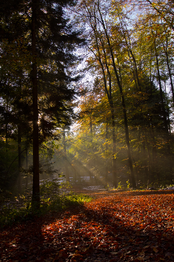 sonnenleuchten gibt roten laubweg