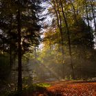 sonnenleuchten gibt roten laubweg