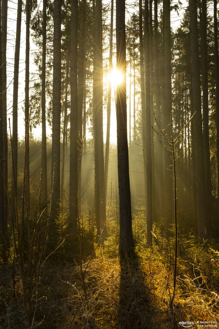 Sonnenlicht