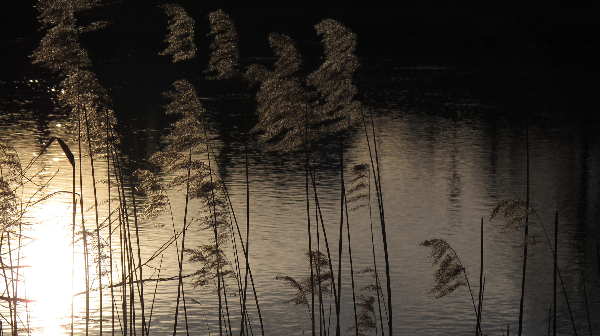 Sonnenlicht am See