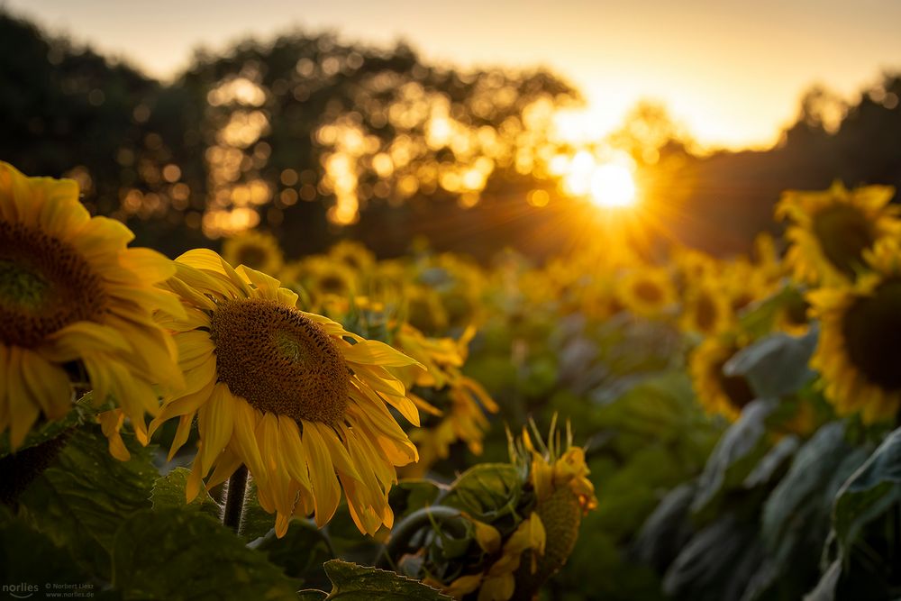 Sonnenlicht auf Sonnenblumen