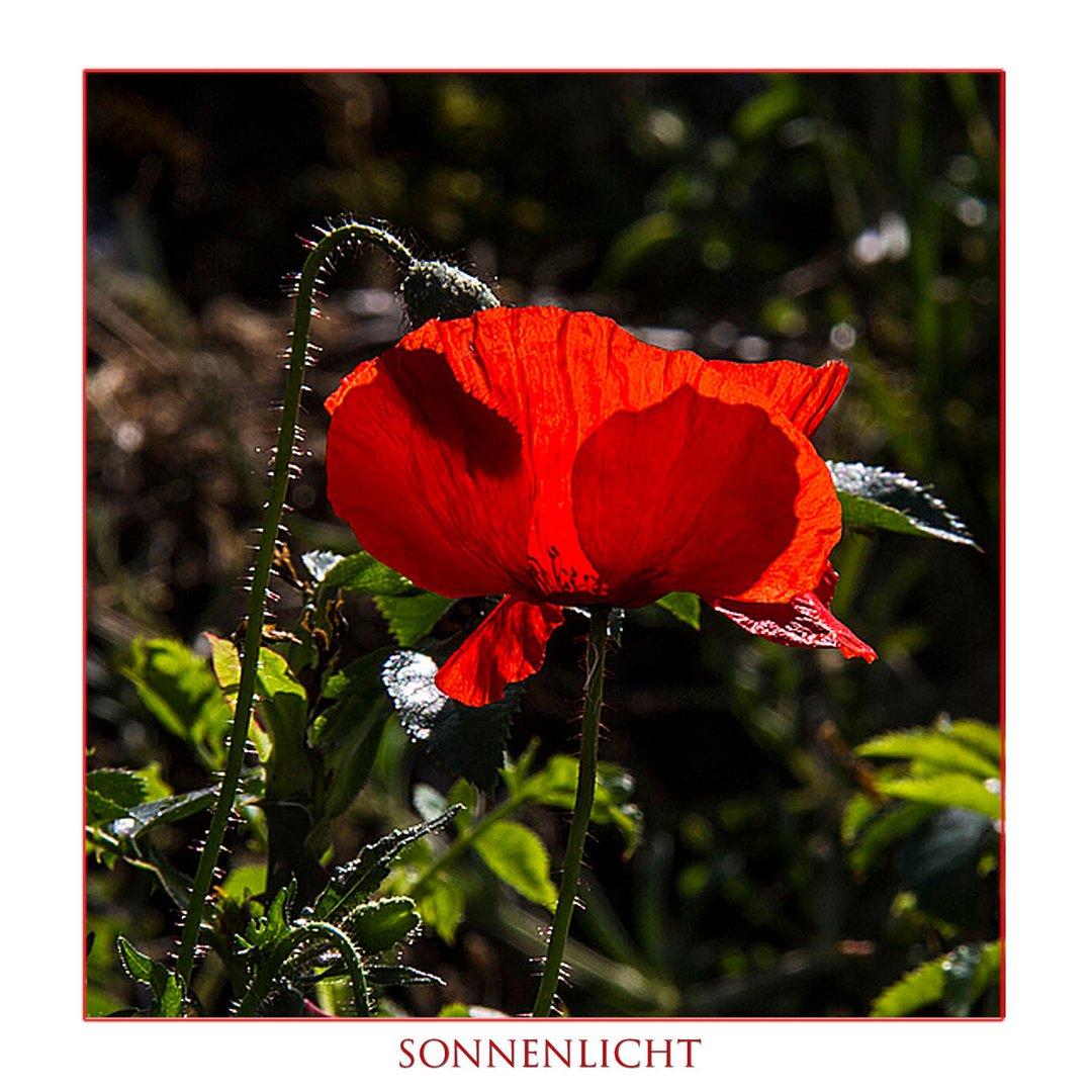 SONNENLICHT