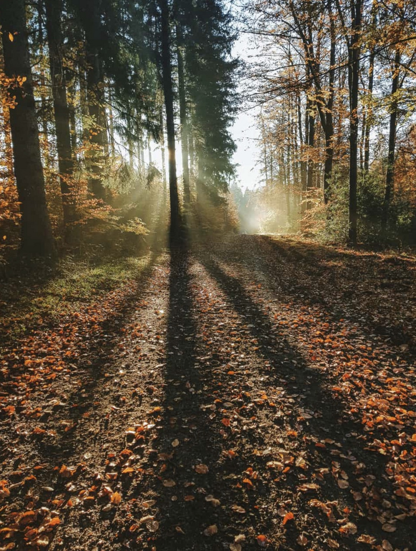 Sonnenlicht beim Waldspaziergang 