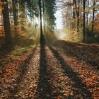 Sonnenlicht beim Waldspaziergang 