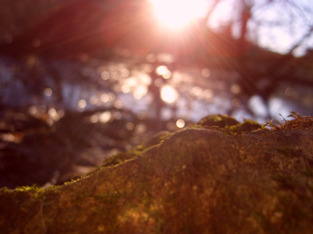 sonnenlicht bricht von phyte 