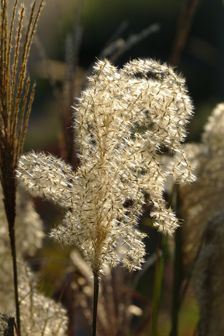 Sonnenlicht