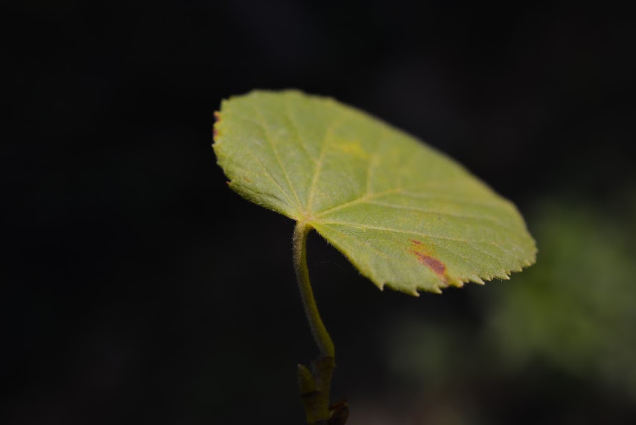 Sonnenlicht (close-up Blatt)