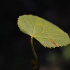 Sonnenlicht (close-up Blatt)