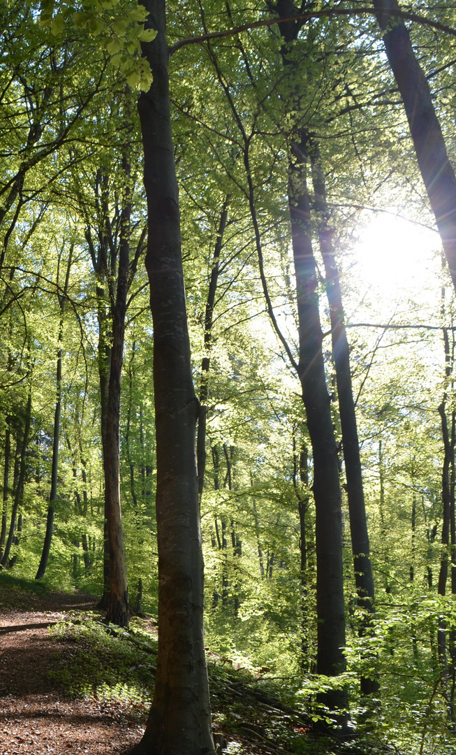 Sonnenlicht dringt durch das Blätterwerk