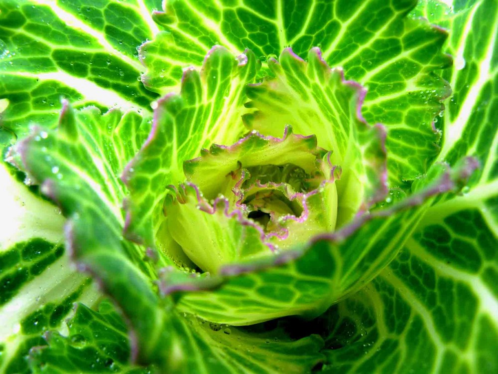 Sonnenlicht Durchfluteter ZIERKOHL. Markt in Freiburg