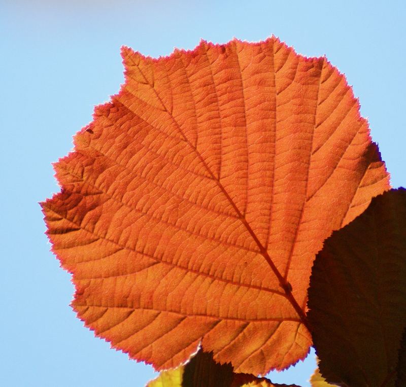 Sonnenlicht gefangen im Blatt.