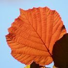 Sonnenlicht gefangen im Blatt.