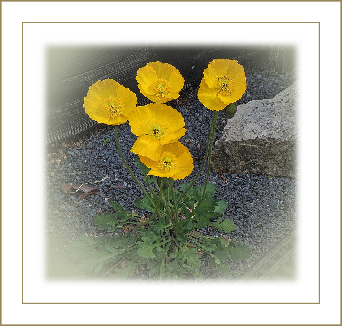  Sonnenlicht   (gelber Mohn ) 