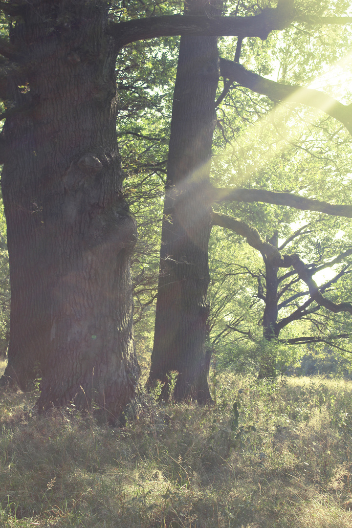 Sonnenlicht im Hain