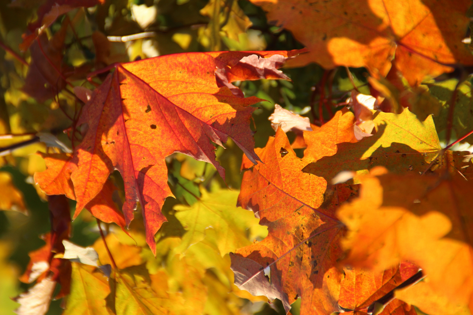 Sonnenlicht im Herbst