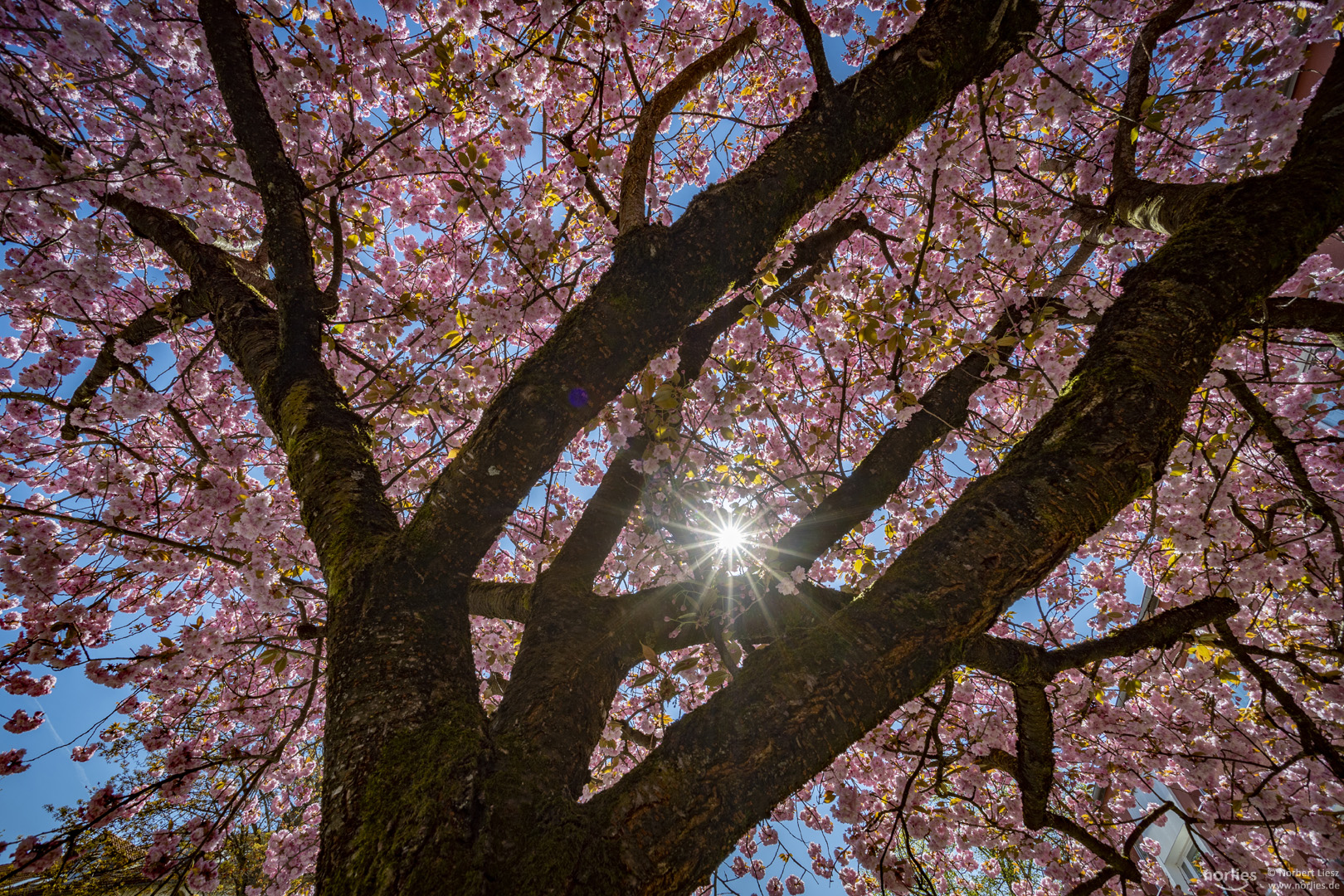 Sonnenlicht im Kirschbaum