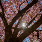 Sonnenlicht im Kirschbaum