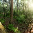 Sonnenlicht im Nebelwald