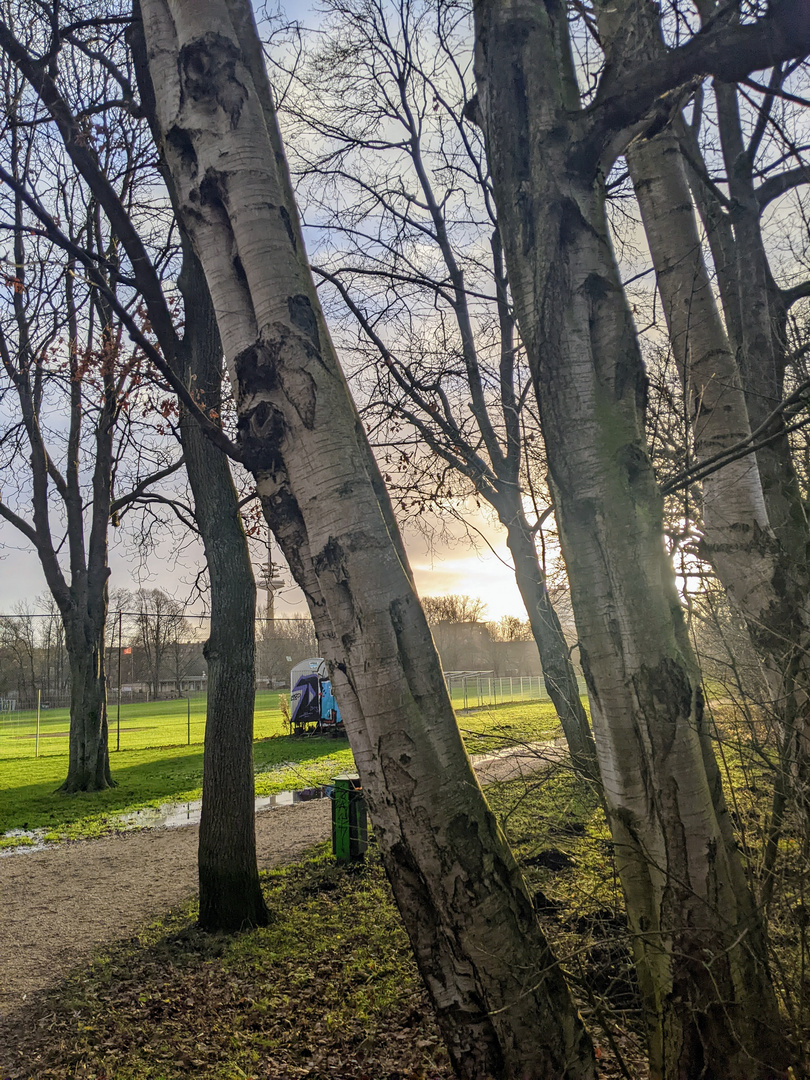 Sonnenlicht im Park