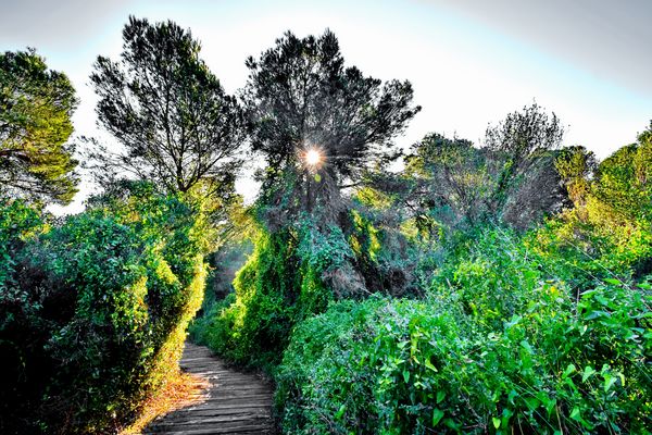 Sonnenlicht im Urwald