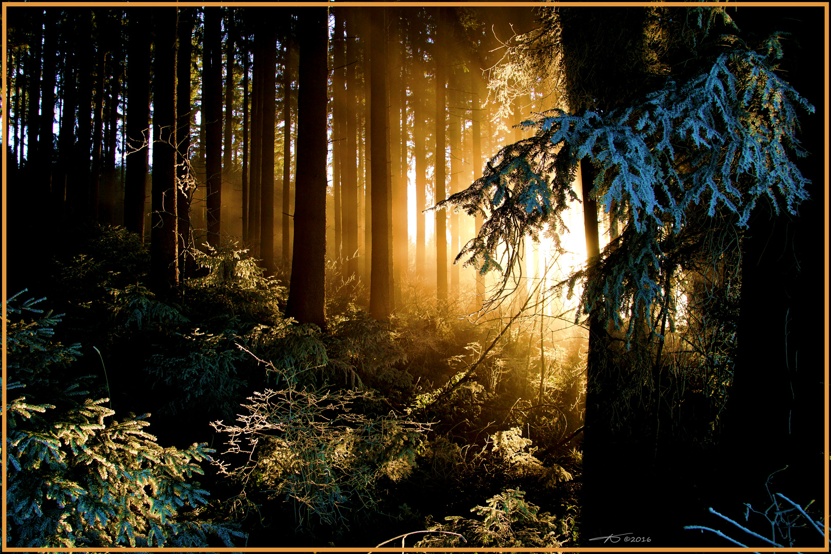 Sonnenlicht im Wald