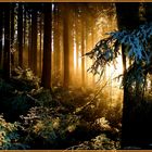 Sonnenlicht im Wald